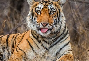 Tiger in ranthambore national park