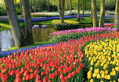 Keukenhof Keukenhof