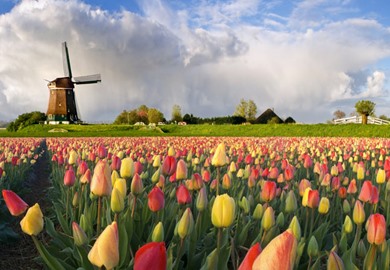Tulips Cruise