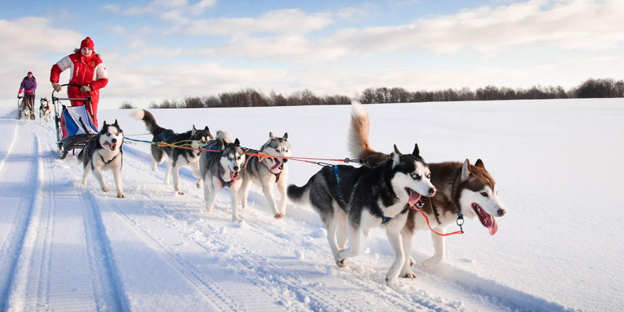 Huskies in the snow