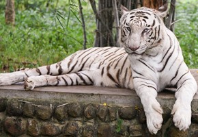 International Tiger Day