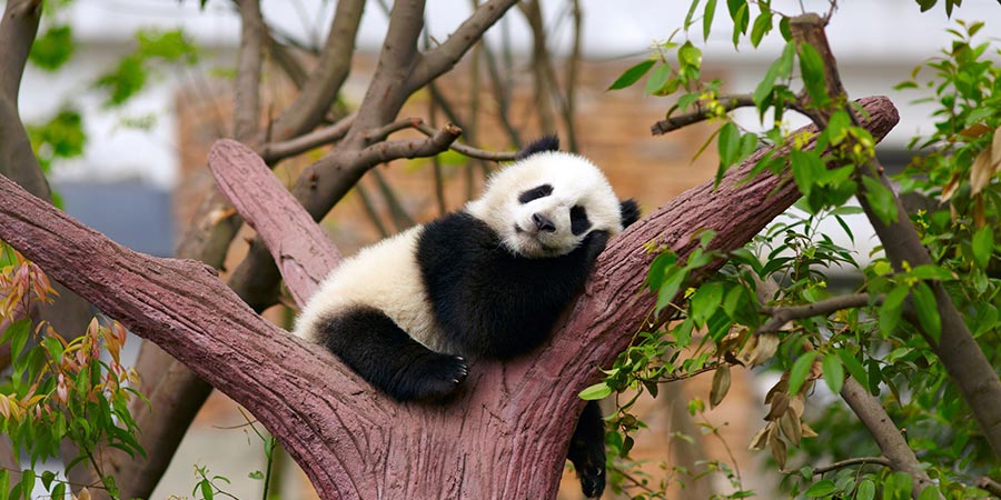 Panda, Chengdu