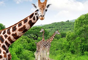 Kruger