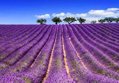 Secrets of Provence