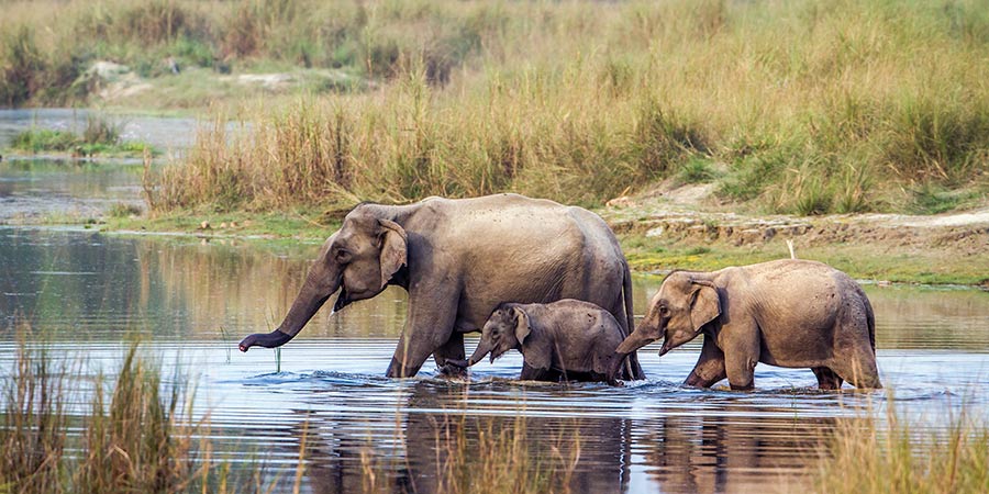 Chitwan National Park