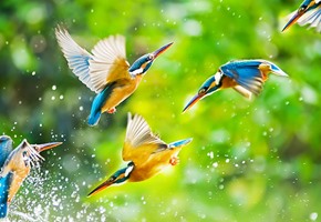 Britain's Favourite Birds