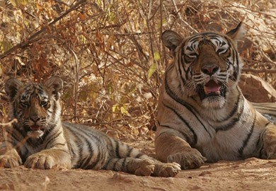 Tigers, the Taj Mahal and Mumbai Tigers, the Taj Mahal and Mumbai