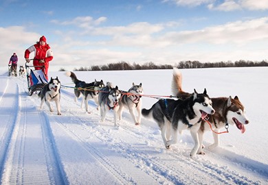 Huskies Huskies