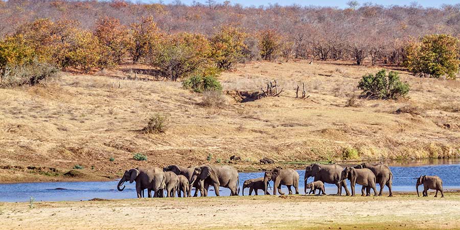 Kruger National Park South Africa