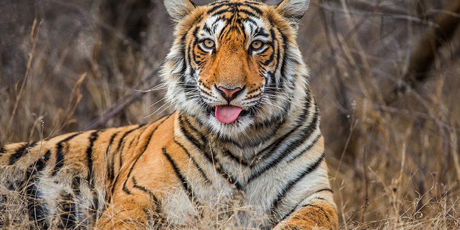 Tiger, Ranthambore National Park