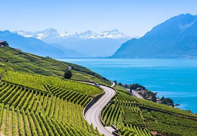 Vineyards In Lavaux 