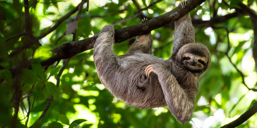 Sloth in tree