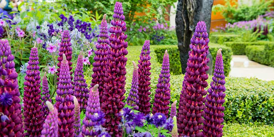 Chelsea flower show