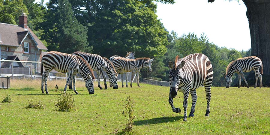 Zebras at Longleat